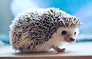 focus photography of hedgehog