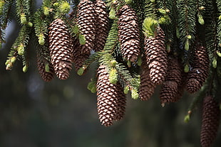 pine cones in macro shot photography HD wallpaper