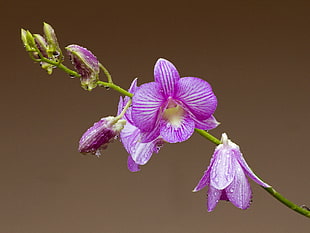 close up shot of purple flowers