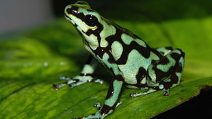 green and black frog, frog, amphibian, poison dart frogs