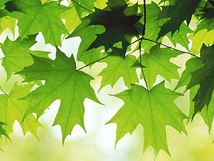 green maple leaf HD wallpaper