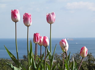 photography of pink and white flowers