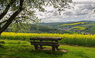 brown wooden bench in green pasture during daytime