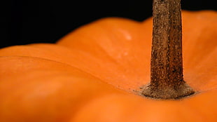 macro photography of orange pumpkin stem