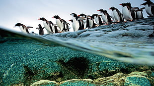 group of penguins, penguins, animals, split view, birds HD wallpaper