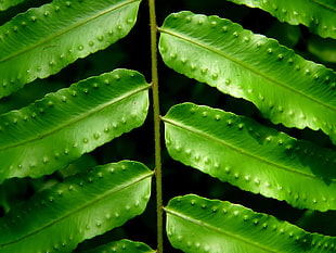 shallow focus photograph of green leaf