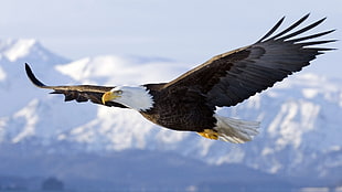 American eagle, eagle, flying, bald eagle, nature HD wallpaper