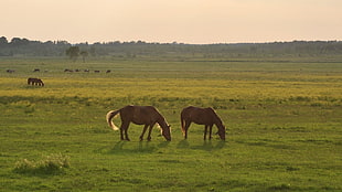 brown horses in the middle of grass field during sunrise