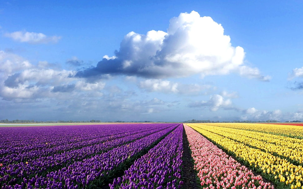 purple and yellow field of flowers HD wallpaper