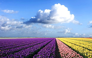 purple and yellow field of flowers