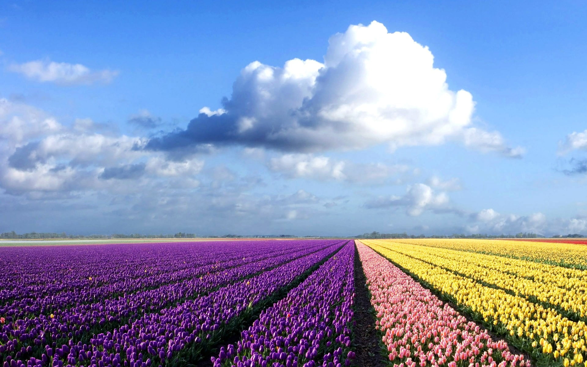 purple and yellow field of flowers
