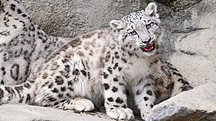 white and brown leopard comer