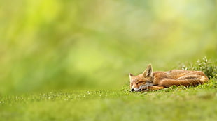 sleeping fox in lawn field close up photography
