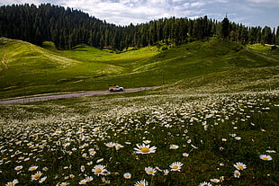 white daisy on green grass field, gulmarg, india HD wallpaper