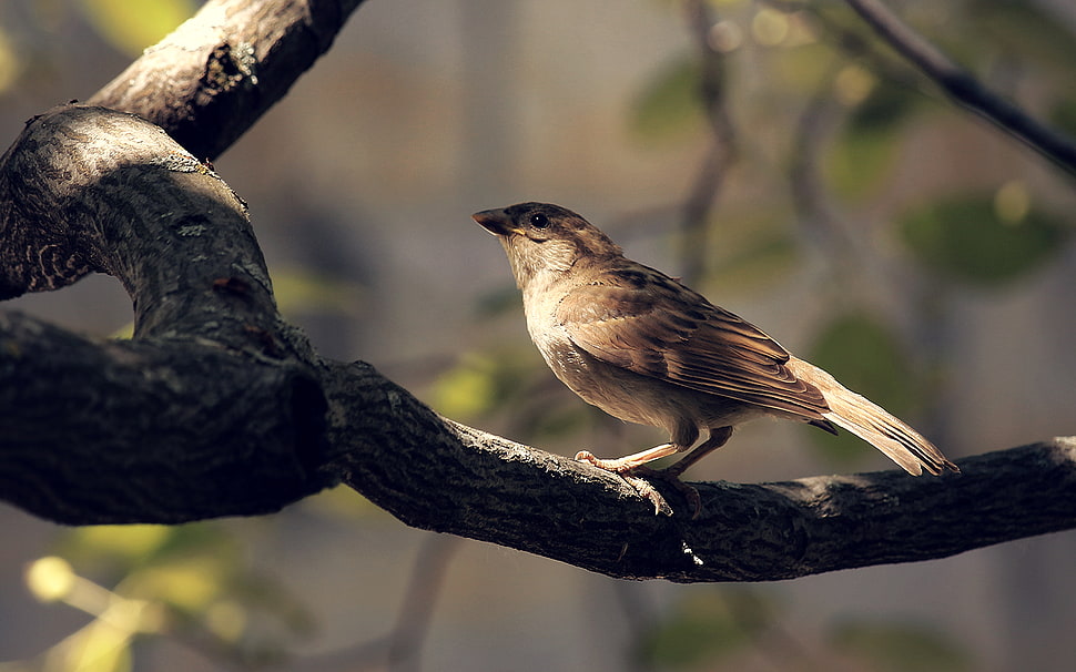 bird perching on branch HD wallpaper
