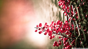 selective focus photography of red mistletoe