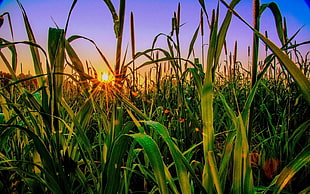 green grassfield, photography, nature, landscape, sunrise HD wallpaper