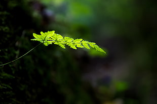shallow depth of field photo of green even pinnate leaf plant, fern