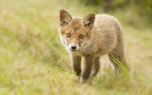brown fox standing grass field during daytime