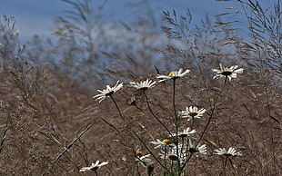 Chamomile,  Flowers,  Meadow,  Grass HD wallpaper