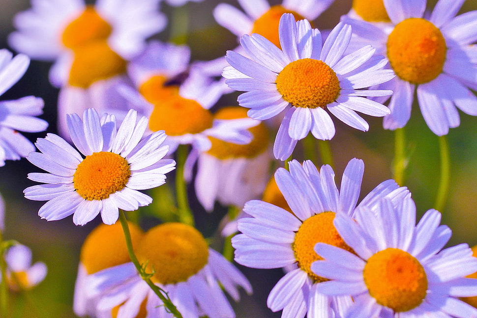 white Daisy flowers in closeup photography HD wallpaper