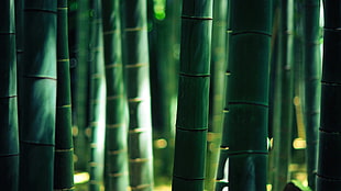 green and black wooden cabinet, bamboo HD wallpaper