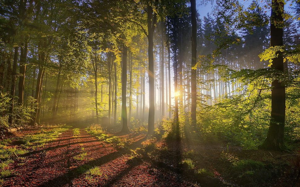 green leaf trees HD wallpaper