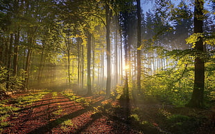 green leaf trees HD wallpaper