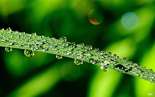 closeup photo of green grass with rain drops