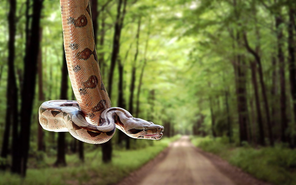 snake on forest during daytime HD wallpaper