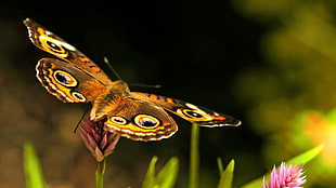 common buckeye butterfly, butterfly HD wallpaper