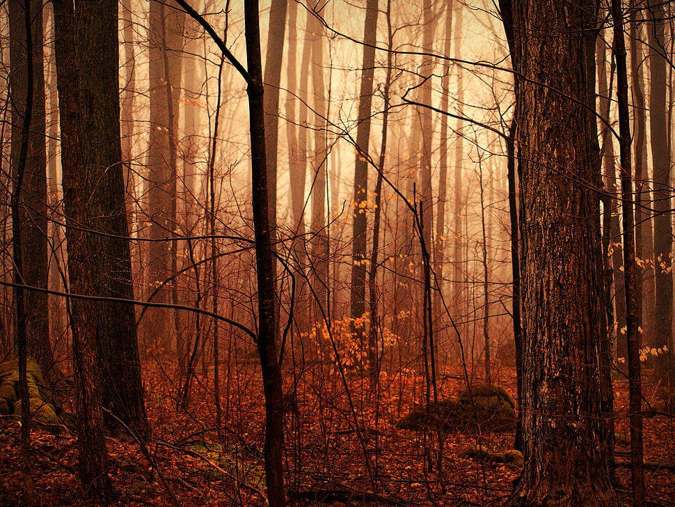brown tree trunks HD wallpaper