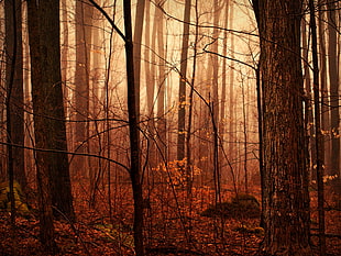 brown tree trunks