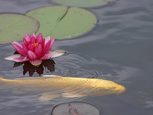 pink waterlily and lily pods on calm body of water