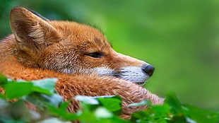 close-up photography of fox during daytime