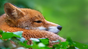 close-up photography of fox during daytime