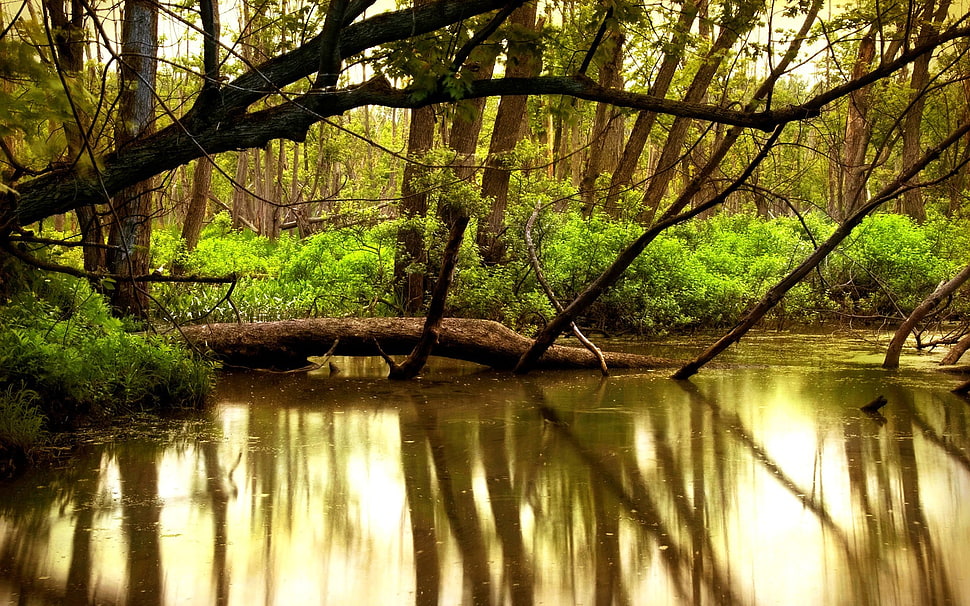 brown and green tree branch, river, reflection, forest, trees HD wallpaper