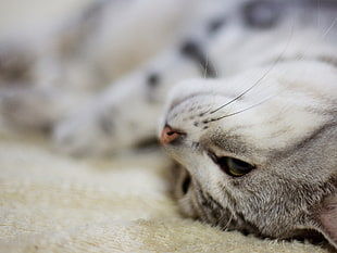 closeup photo of silver tabby cat