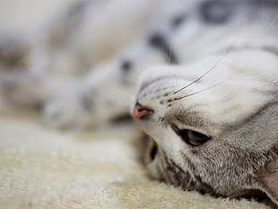 closeup photo of silver tabby cat HD wallpaper