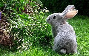 shallow focus photography of grey rabbit during daytime HD wallpaper