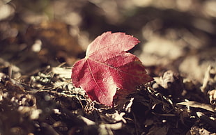 red dried leaf on brown sand