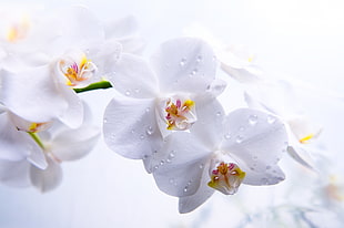 macro photography of white orchid with water drops