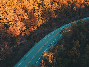 aerial photography of gray concrete road between orange leaf trees at daytime