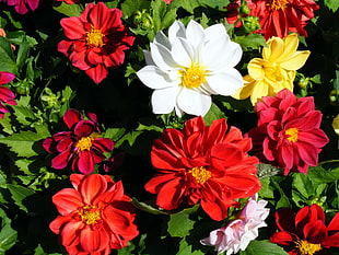 photo of white, red, orange, and yellow petaled flowers during day time