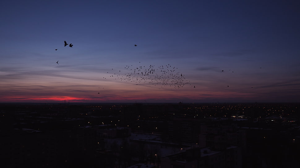 City,  Night,  Birds,  Flock HD wallpaper
