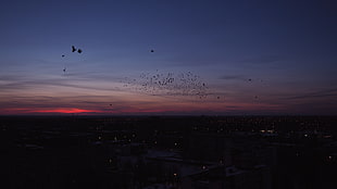 City,  Night,  Birds,  Flock
