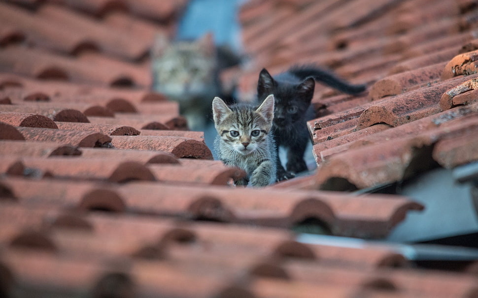blue and white floral textile, cat, animals, rooftops, kittens HD wallpaper