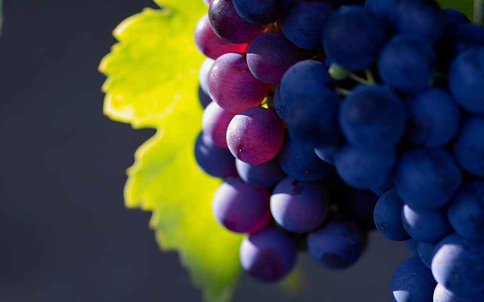 blue berry fruit close-up photography HD wallpaper