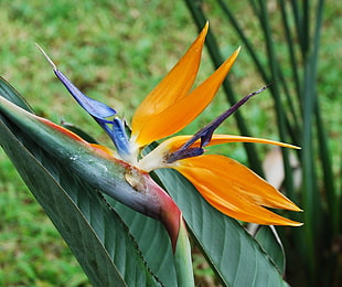 closeup photo of Birds of Paradise flower HD wallpaper
