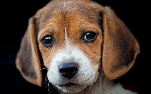 tricolor Beagle puppy HD wallpaper